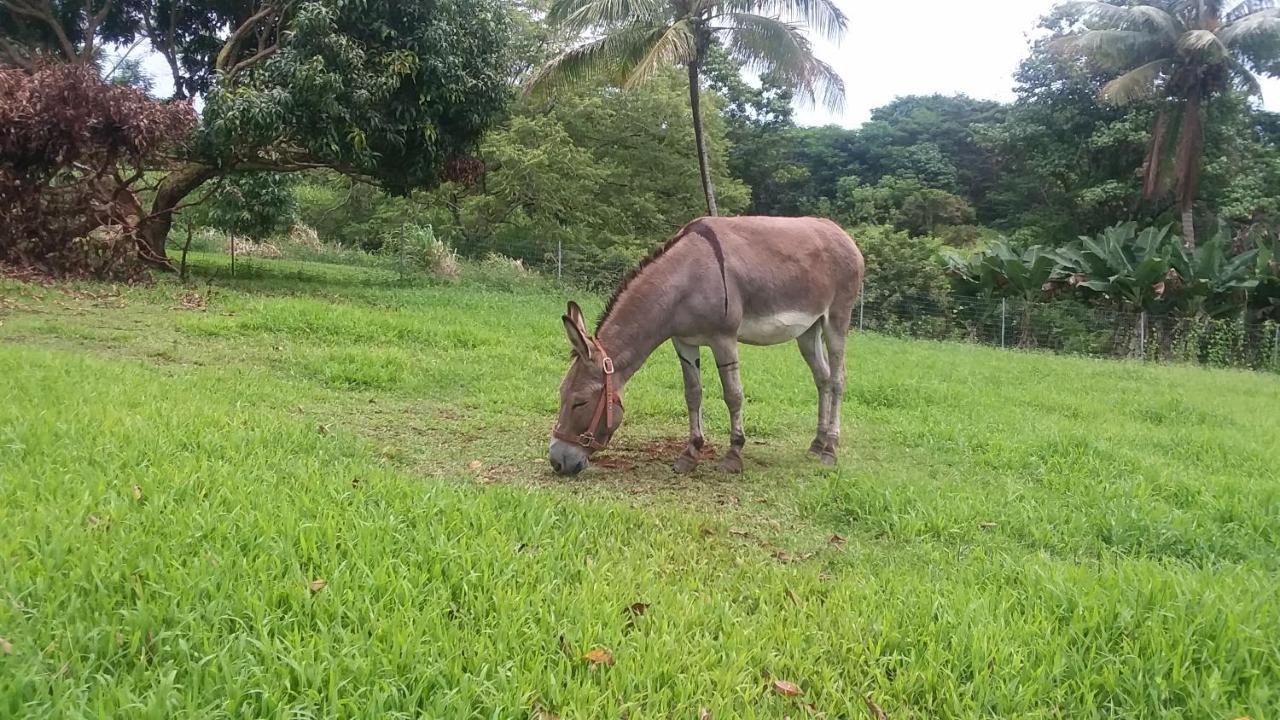 Island Goode'S - Luxury Adult Only Accommodation Near Hilo Papaikou المظهر الخارجي الصورة