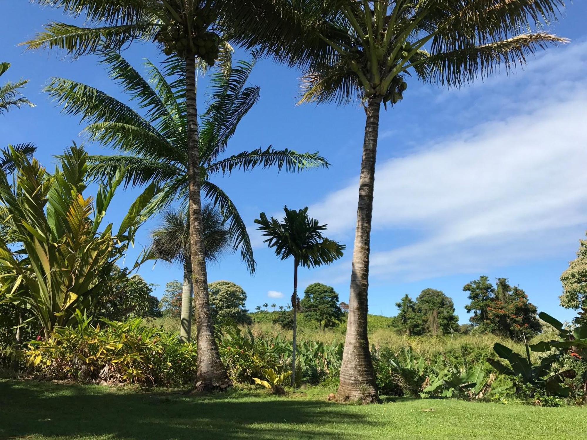 Island Goode'S - Luxury Adult Only Accommodation Near Hilo Papaikou المظهر الخارجي الصورة