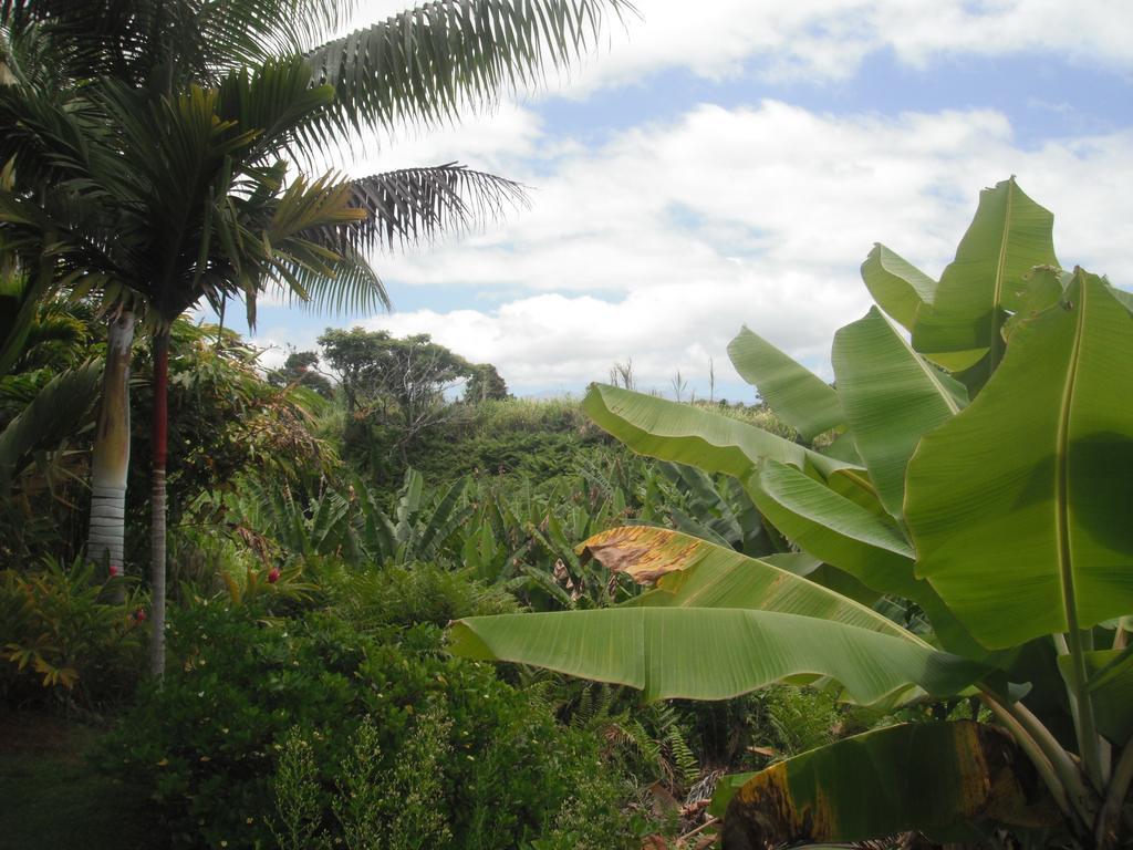 Island Goode'S - Luxury Adult Only Accommodation Near Hilo Papaikou المظهر الخارجي الصورة