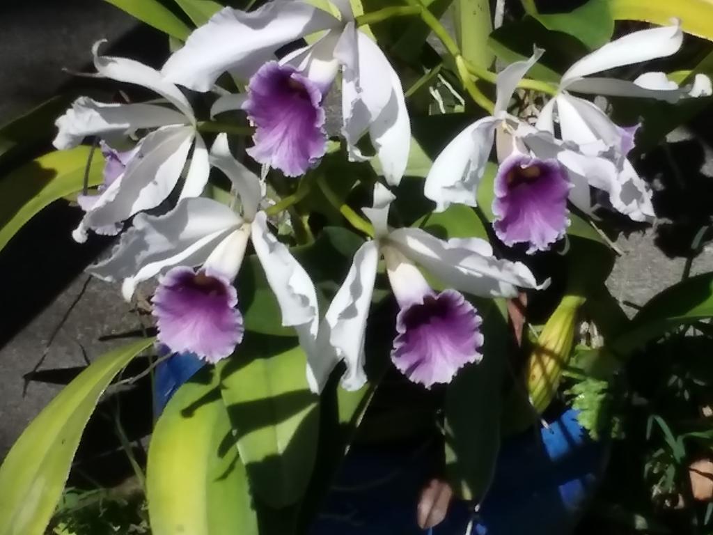Island Goode'S - Luxury Adult Only Accommodation Near Hilo Papaikou المظهر الخارجي الصورة