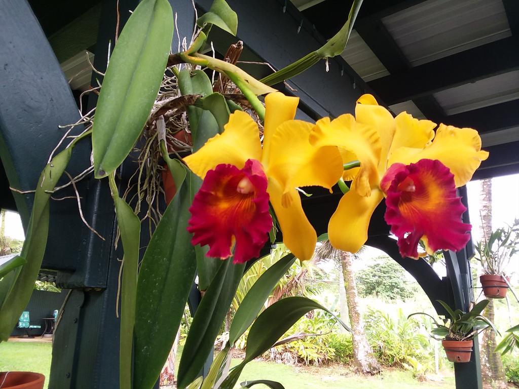 Island Goode'S - Luxury Adult Only Accommodation Near Hilo Papaikou المظهر الخارجي الصورة
