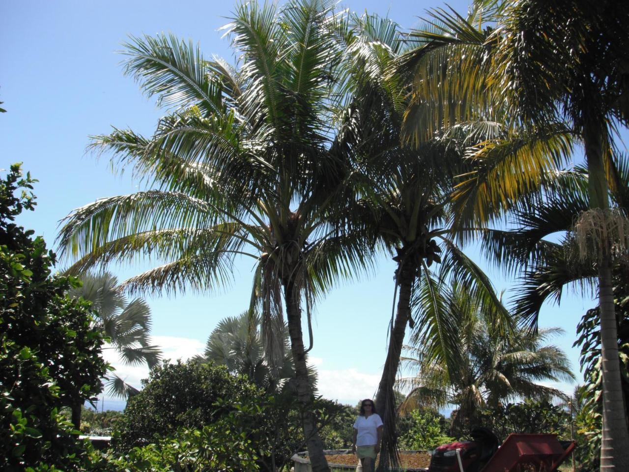 Island Goode'S - Luxury Adult Only Accommodation Near Hilo Papaikou المظهر الخارجي الصورة