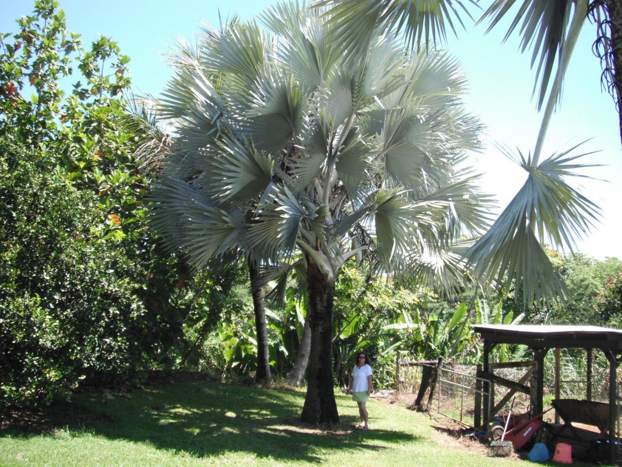 Island Goode'S - Luxury Adult Only Accommodation Near Hilo Papaikou المظهر الخارجي الصورة